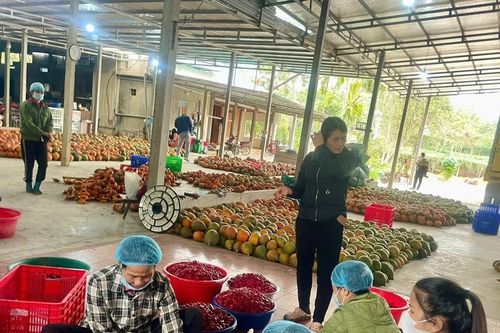 Biến gấc thành cây trồng chủ lực, cùng nông dân làm giàu bền vững