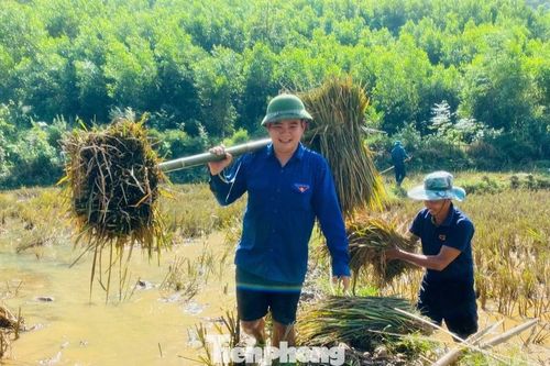 'Áo xanh' dọn dẹp trường lớp, giúp người dân gặt lúa sau bão lũ
