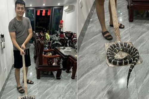 Rắn độc dài hơn 1m bò lên từ bồn cầu, bé gái ở Hải Phòng hét thất thanh