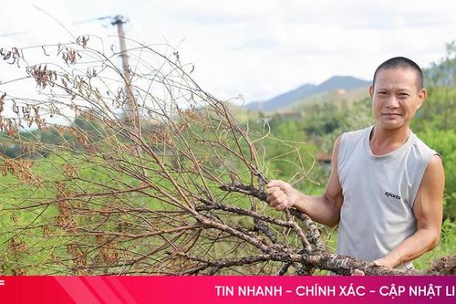 Hàng chục nghìn gốc chết khô, người trồng đào Hà Tĩnh lo thất thu dịp Tết