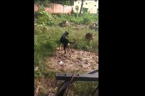 Chó becgie liều mình tử chiến với rắn hổ mang trong vườn nhà