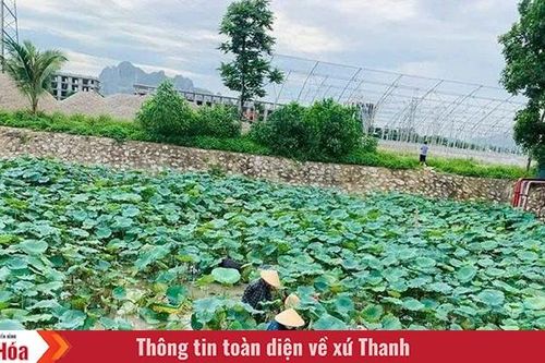 Nâng tầm giá trị sen Việt