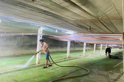 Khẩn trương khôi phục chăn nuôi sau bão lũ