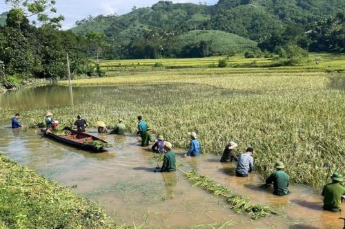 Tuyên Quang: Hơn 10.600 ha cây trồng bị ảnh hưởng hoàn lưu bão số 10