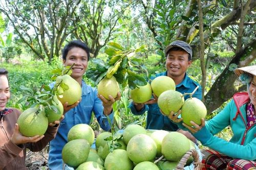 Trái bưởi Việt Nam chính thức chinh phục thị trường Australia