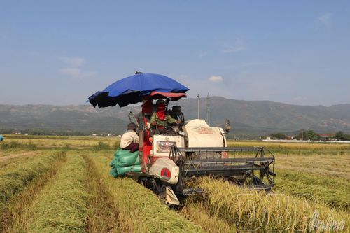 Thúc đẩy sử dụng phân bón hữu cơ, thuốc sinh học