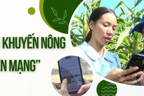 Khi khuyến nông 'lên mạng'