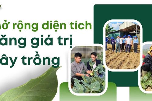 Mở rộng diện tích, tăng giá trị cây trồng