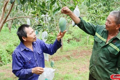 Miền quê bốn mùa trái ngọt