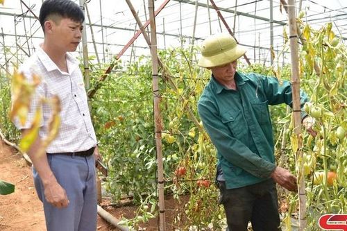 Tập trung khôi phục sản xuất nông nghiệp sau bão