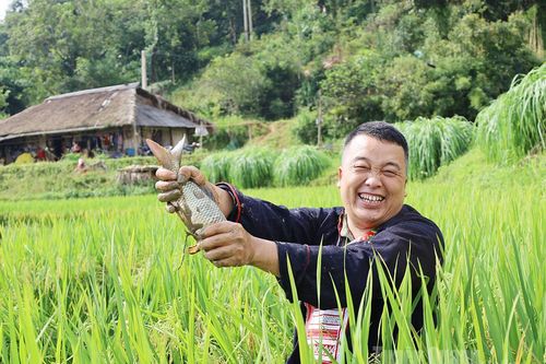 Độc đáo các món ăn từ cá chép ruộng bậc thang
