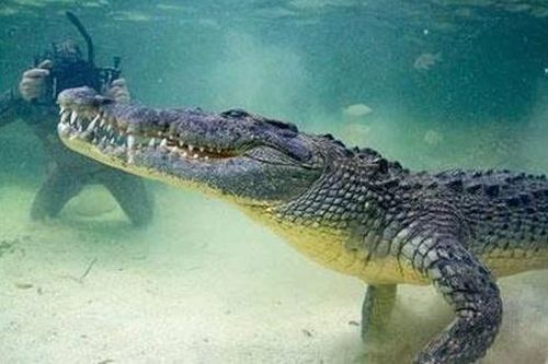 Nam thanh niên đi câu trên sông bị cá sấu tấn công