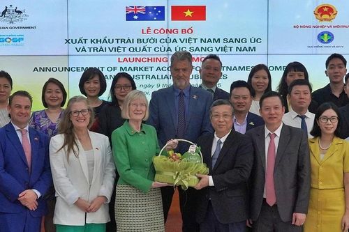 Bưởi Việt Nam lần đầu xuất khẩu sang Australia