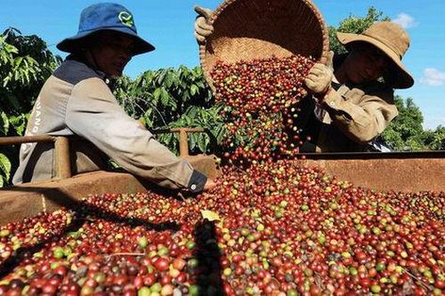 Xuất khẩu đạt kỷ lục, ngành hàng cà phê chinh phục thị trường toàn cầu
