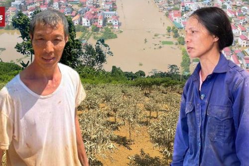 Đào Tết chìm trong bùn lũ: Nông dân Thái Nguyên khóc nghẹn giữa ruộng tan hoang