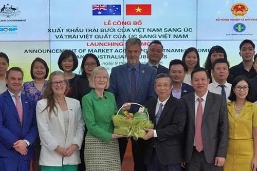 Việt Nam chính thức xuất khẩu quả bưởi sang thị trường Úc
