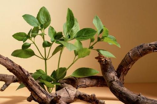 Nếu trong nhà xuất hiện điều này, hãy vui mừng vì thiên nhiên đang 'ứng vận tốt' vào bạn