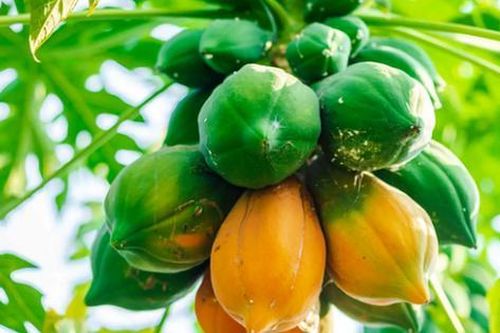 Tác dụng của đu đủ xanh và đu đủ chín khác nhau thế nào?