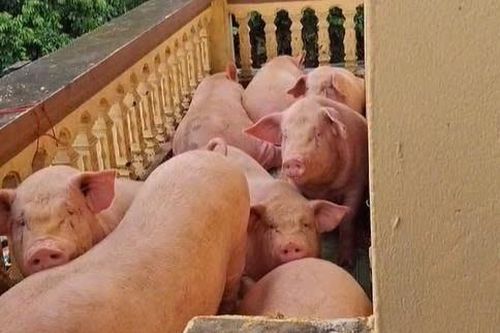 Bất lực nhìn lợn, gà chen chúc trên tầng 3 vì lũ bao vây ở Thái Nguyên