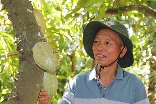 Phát triển ca cao theo hướng bền vững, hướng tới thị trường xuất khẩu