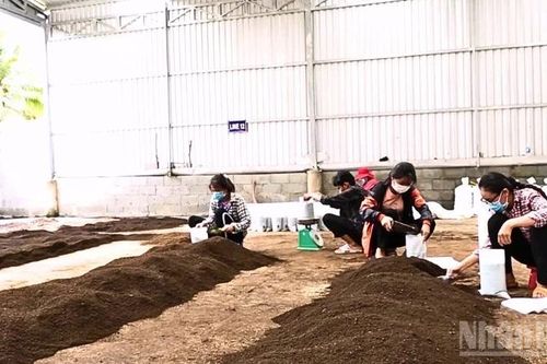 Tận dụng phế, phụ phẩm để phát triển nền nông nghiệp xanh và bền vững