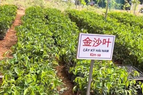Sự thật về loại cây trồng 1 ha thu hàng chục tỷ đồng sau 6-7 năm
