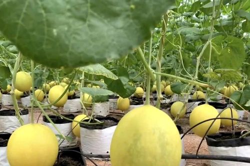 Quyết định để đời của người nông dân bỏ cây truyền thống, trồng dưa hoàng hậu