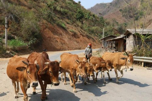 Sơn La giảm tỷ lệ hộ nghèo toàn tỉnh xuống còn 10%