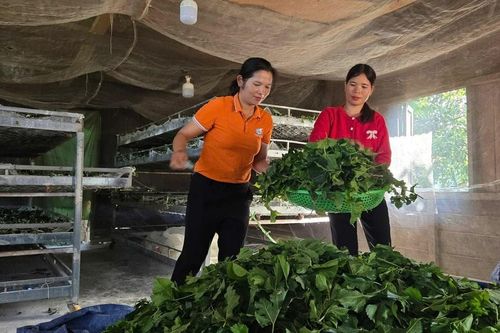 Thoát nghèo nhờ những nong tằm ở Lâm Đồng