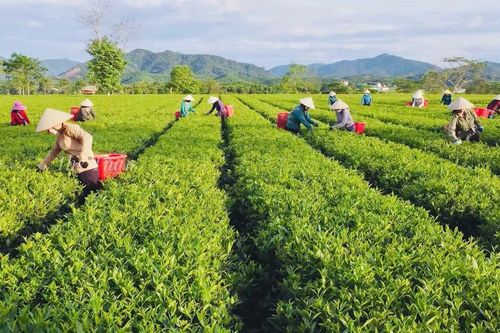 Loài cây phủ xanh vùng biên đẹp như tranh giúp người dân thoát nghèo