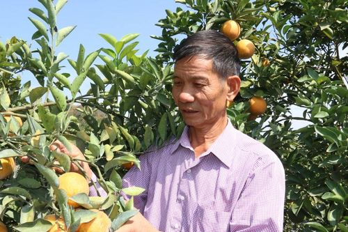 Lão nông người Thái biến đất khô cằn thành 'mỏ vàng'