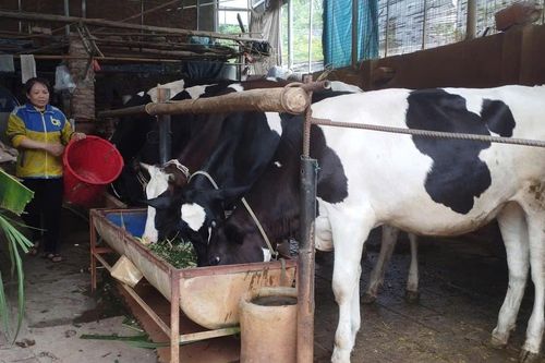 Người nuôi bò sữa ở Phú Thọ 'ngồi trên lửa', 13 tấn sữa có nguy cơ đổ bỏ mỗi ngày