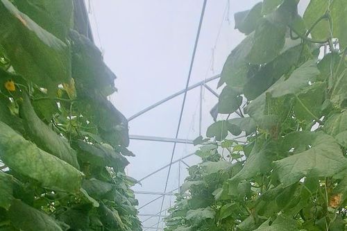 Nông nghiệp sáng tạo, hiện đại thúc đẩy phát triển nông thôn mới Hải Phòng