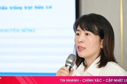 Hà Tĩnh có 8.764ha tiềm năng trồng lúa, rau củ quả và cây ăn quả hữu cơ