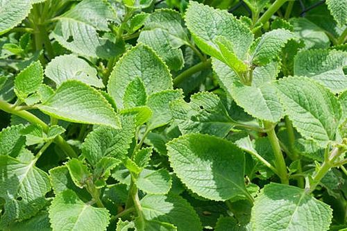 5 lý do bạn nên trồng một cây húng chanh để bảo vệ sức khỏe