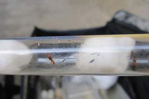 Đang dọn vườn, người đàn ông 58 tuổi bị con vật nhỏ xíu 'tấn công' ngất xỉu