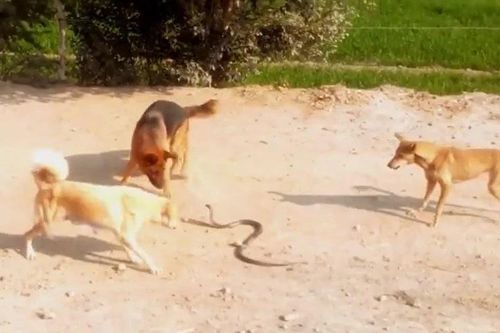 Ba chó nhà hợp sức tử chiến rắn hổ mang, kết cục khiến ai chứng kiến cũng rùng mình