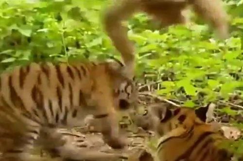 Một mình đối đầu hai 'chúa tể sơn lâm', chú khỉ nhỏ khiến tất cả ngỡ ngàng