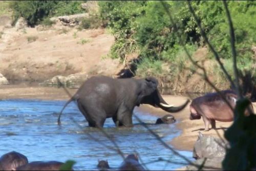 Voi 'điên' gây náo loạn giữa hồ nước, suýt hại chết hà mã con