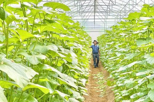Hiệu quả chuyển đổi cơ cấu cây trồng