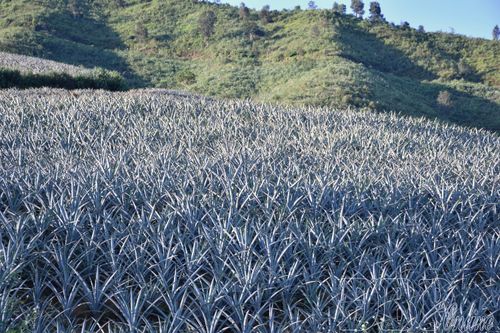 Kỳ vọng vụ dứa Búng Lao