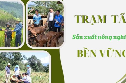 Trạm Tấu sản xuất nông nghiệp bền vững