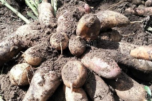 Y Tý vào vụ thu hoạch hoàng sin cô