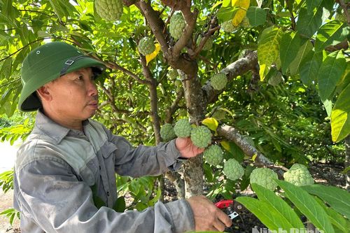 Các xã miền núi Ninh Bình bứt phá từ lợi thế bản địa