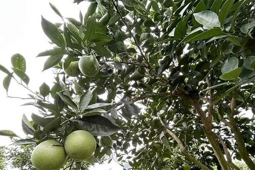 Kỳ 1 - Thời hoàng kim - Những mùa vàng rực rỡ