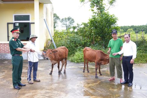 Đoàn Kinh tế-Quốc phòng 79: Bàn giao bò giống sinh sản cho hộ nghèo tại xã Kim Ngân