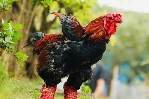 Tri thức dân gian nuôi và chế biến gà Đông Tảo - Di sản văn hóa phi vật thể quốc gia: Thuận lợi và thách thức
