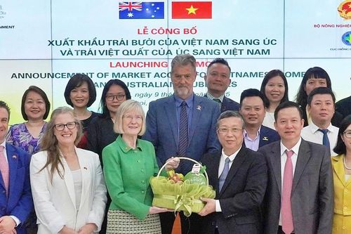 Bưởi Việt Nam vượt chuẩn kiểm dịch, chính thức vào Australia
