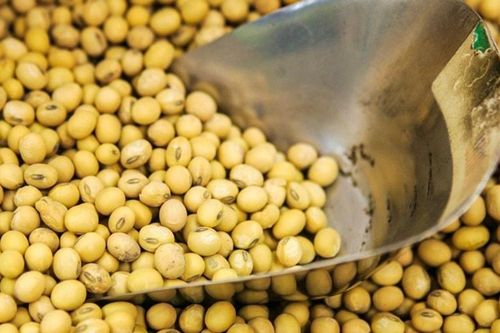 Brazil đẩy mạnh xuất khẩu đậu nành và thịt bò sang Trung Quốc