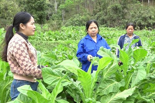 Gương sáng phụ nữ làm kinh tế giỏi